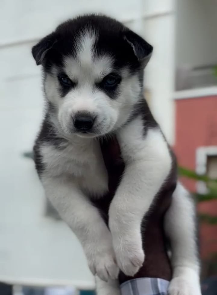 Buy Vaccinated  Siberian Husky Puppy from Vizag